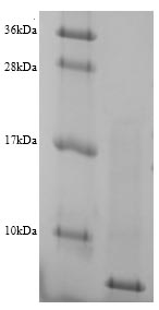 Recombinant Prevotella bryantii Glucomannokinase,partial