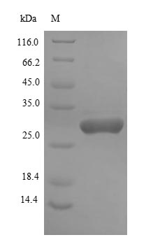 Recombinant Prevotella intermedia Alkaline phosphatase