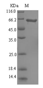 Recombinant Pseudomonas aeruginosa L-ornithine 5-monooxygenase(pvdA)