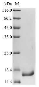 Recombinant Pseudomonas aeruginosa Major outer membrane lipoprotein(oprI)