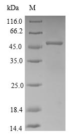 Recombinant Rabbit Apolipoprotein E(APOE),partial