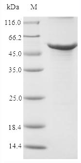 Recombinant Rabbit Apolipoprotein E(APOE),partial