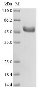 Recombinant Rabbit Tumor necrosis factor ligand superfamily member 4(TNFSF4),partial
