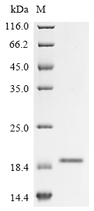 Recombinant Rabbit Tumor necrosis factor ligand superfamily member 4(TNFSF4),partial