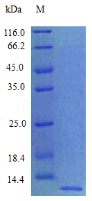 Recombinant Rat Chemokine (C-X-C motif) ligand 12 (Stromal cell-derived factor 1) protein(Cxcl12) (Active)