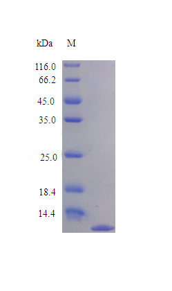 Recombinant Rat C-C motif chemokine 3 protein(Ccl3) (Active)
