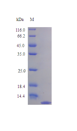 Recombinant Rat C-C motif chemokine 7 protein(Ccl7) (Active)