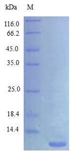 Recombinant Rat C-X-C motif chemokine 3 protein(Cxcl3) (Active)