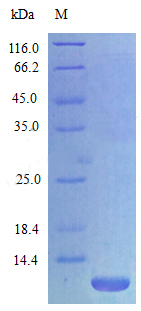 Recombinant Rat C-X-C motif chemokine 3 protein(Cxcl3),partial (Active)