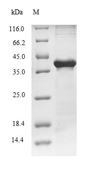 Recombinant Rat Carboxypeptidase A1(Cpa1)