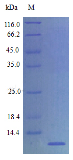 Recombinant Rat Chemokine (C-X-C motif) ligand 12 (Stromal cell-derived factor 1) protein(Cxcl12) (Active)