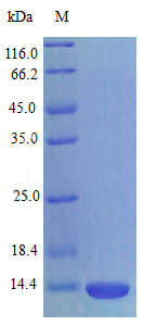 Recombinant Rat Cxcl17 protein(Cxcl17) (Active)