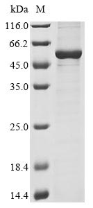 Recombinant Rat Cyclic AMP-dependent transcription factor ATF-4(Atf4)