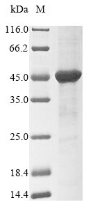 Recombinant Rat D-amino-acid oxidase(Dao)