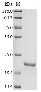 Recombinant Rat D-dopachrome decarboxylase(Ddt)