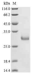 Recombinant Rat Endothelin-1(Edn1),partial