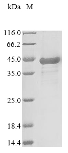 Recombinant Rat Erythropoietin receptor(Epor),partial