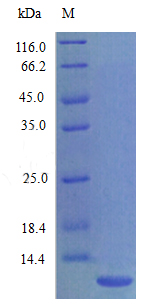 Recombinant Rat Growth-regulated alpha protein(Cxcl1) (Active)