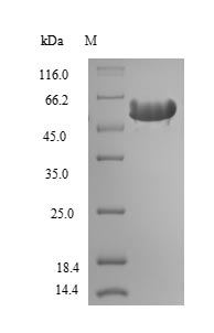Recombinant Rat Hemopexin(Hpx)