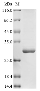 Recombinant Rat Interleukin-11(Il11)