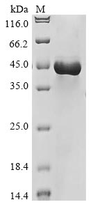 Recombinant Rat Lysosomal acid lipase/cholesteryl ester hydrolase(Lipa)