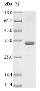 Recombinant Rat Meteorin-like protein(Metrnl)