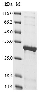 Recombinant Rat NAD-dependent protein deacetylase(Sirt3)