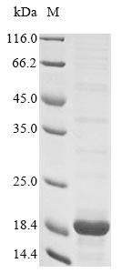 Recombinant Rat Protein S100-A4(S100a4)