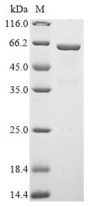 Recombinant Rat Secretogranin-3(Scg3)