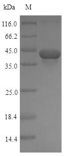 Recombinant Rat Transforming growth factor beta-1 proprotein(Tgfb1),partial