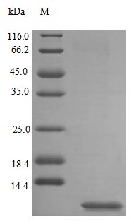 Recombinant Rat Uteroglobin protein(Scgb1a1) (Active)