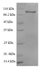 Recombinant Rat Vascular cell adhesion protein 1(Vcam1),partial