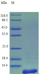 Recombinant Rhesus Macaque Amyloid protein A protein(SAA1) (Active)