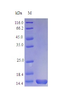 Recombinant Rhesus Macaque Granulocyte-macrophage colony-stimulating factor protein(GM-CSF) (Active)