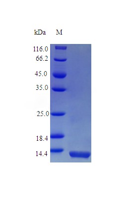 Recombinant Rhesus Macaque Interleukin-13 protein(IL13) (Active)