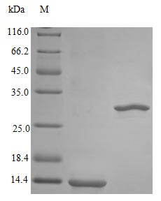 Recombinant Rhesus Macaque Interleukin-5 protein(IL5) (Active)