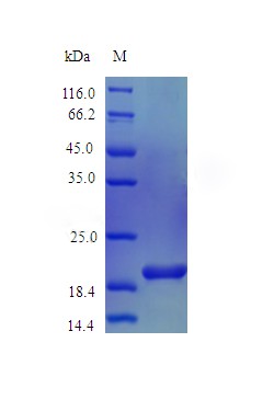Recombinant Rhesus Macaque Interleukin-6 protein(IL6) (Active)