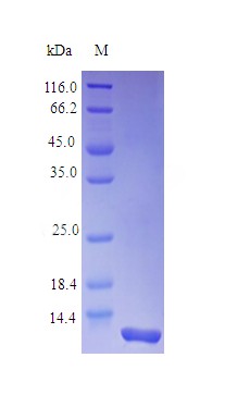 Recombinant Rhesus Macaque Interleukin-8 protein(CXCL8) (Active)