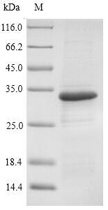 Recombinant Rickettsia japonica 17KDA surface antigen(omp)