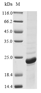 Recombinant Rickettsia rickettsii 17 kDa surface antigen(omp)