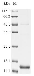 Recombinant Rickettsia typhi Probable ABC transporter permease protein RT0041(RT0041),partial