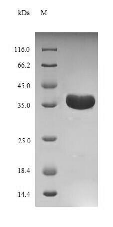 Recombinant Rotavirus A Outer capsid glycoprotein VP7