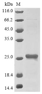 Recombinant Saccharomyces cerevisiae Glutathione peroxidase-like peroxiredoxin 2(GPX2)