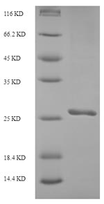 Recombinant Saccharomyces cerevisiae Ubiquitin-like protein SMT3(SMT3)