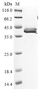 Recombinant Salmo salar Elastase-1