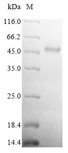 Recombinant Salmonella enterica I Flagellin(fljB)