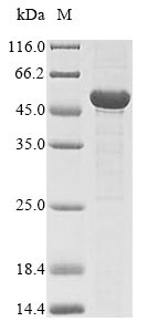 Recombinant Schizosaccharomyces pombe L-saccharopine oxidase(fap2)