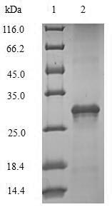 Recombinant Sheep Interleukin-4(IL4)