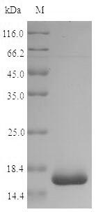Recombinant Shigella dysenteriae serotype 1 60KDA chaperonin(groL) ,partial