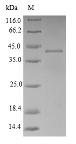 Recombinant Shigella flexneri Adenylate kinase(adk)